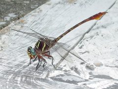 Aphylla williamsoni by Eric Haley. Used under a CC BY 2.0 license.