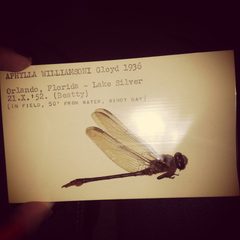 Aphylla williamsoni Odonata specimen card by Photo by Emily Sandall (CC BY 2.0). Frost Museum. Used under a CC BY 2.0 license.
