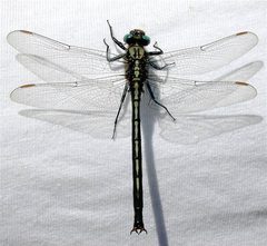 Horned-clubtail-on-shirt by Raphael Carter. Used under a CC BY-SA 3.0 license.