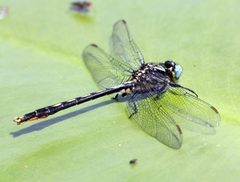Arigomphus furcifer by Rsbernard. Used under a CC BY-SA 4.0 license.