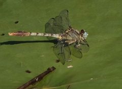 Arigomphus lentulus 38851023 by Brady Reed. Used under a CC BY 4.0 license.
