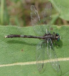 Arigomphus maxwelli 18644401 by Gordon C. Snelling. Used under a CC BY 4.0 license.
