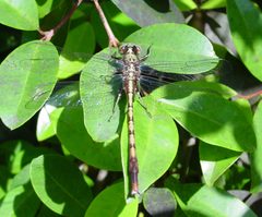 Arigomphus pallidus by Eric Haley. Used under a CC BY 2.0 license.