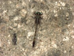 Arigomphus pallidus PICT3264a by 
xpda. Used under a CC BY-SA 4.0 license.