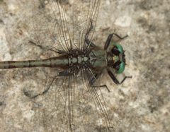 Arigomphus pallidus PICT3278a by 
xpda. Used under a CC BY-SA 4.0 license.