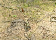 Arigomphus submedianus by Eric Haley. Used under a CC BY 2.0 license.