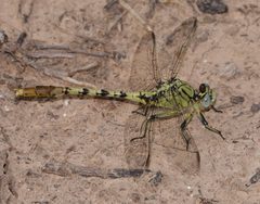 Arigomphus submedianus 191438925 by Brady Reed. Used under a CC0 license.