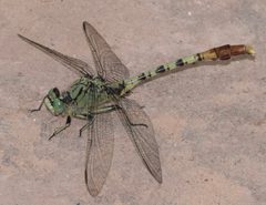 Arigomphus submedianus 366972133 by Brady Reed. Used under a CC0 license.