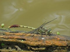 Arigomphus submedianus 42859030 by rasamoto. Used under a CC BY 4.0 license.