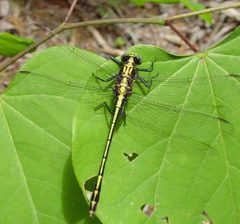 Dromogomphus spinosus by Eric Haley. Used under a CC BY 2.0 license.