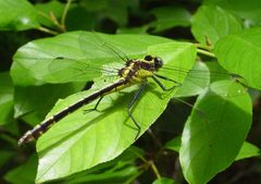 Dromogomphus spinosus1 by Eric Haley. Used under a CC BY 2.0 license.