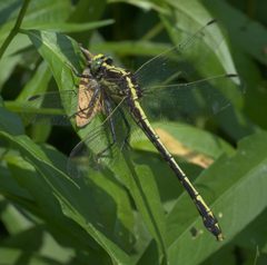 Dromogomphus spinosus P1150148a by 
xpda. Used under a CC BY-SA 4.0 license.