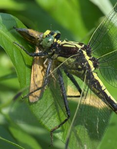 Dromogomphus spinosus P1150156a by
xpda. Used under a CC BY-SA 4.0 license.