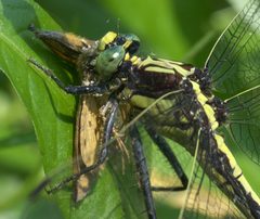 Dromogomphus spinosus P1150157a by 
xpda. Used under a CC BY-SA 4.0 license.
