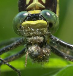 Dromogomphus spinosus P1150177a by
xpda. Used under a CC BY-SA 4.0 license.