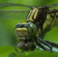 Dromogomphus spinosus P1150179a by
xpda. Used under a CC BY-SA 4.0 license.