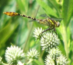 Dromogomphus spoliatus by pondhawk. Used under a CC BY 2.0 license.