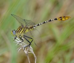 Dromogomphus spoliatus 313537381 by Brady Reed. Used under a CC0 license.