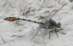 Dromogomphus spoliatus 325204483 by Chrissy McClarren and Andy Reago. Used under a CC0 license.