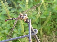 E. compositus by MarkDugan. Used under a CC BY-SA 4.0 license.