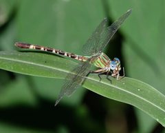 Erpetogomphus eutainia 20204147 by Brady Reed. Used under a CC BY 4.0 license.
