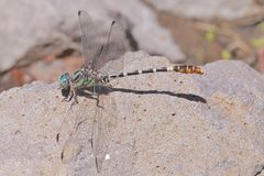 Erpetogomphus lampropeltis 3014111 by Laura Gaudette. Used under a CC BY 4.0 license.