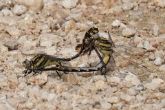 Gomphurus externus 31215868 by Brady Reed. Used under a CC BY 4.0 license.