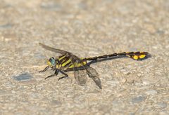 Gomphurus externus 3869615 by Michael D Fox. Used under a CC BY 4.0 license.