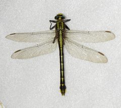 Gomphurus fraternus by Nick Block. Used under a CC BY 4.0 license.