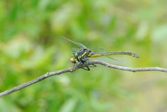 Dragonhunter Hagenius brevistylus by Mike Ostrowski. Used under a CC BY-SA 2.0 license.