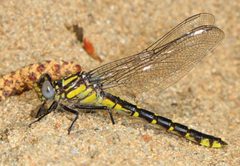 Hylogomphus abbreviatus sitting by Judy Gallagher. Used under a CC BY-SA 4.0 license.