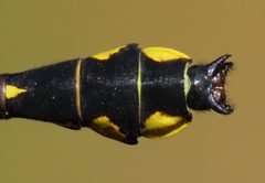 Hylogomphus abbreviatus tail by Nick Block. Used under a CC BY-SA 4.0 license.
