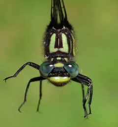 Hylogomphus abbreviatus thorax above by Nick Block. Used under a CC BY-SA 4.0 license.