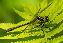 Hylogomphus adelphus 1 by Cathy Perkins. Used under a CC0 license.