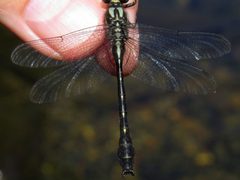 Hylogomphus adelphus dorsal by Nick Block. Used under a CC BY-SA 4.0 license.