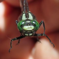 Hylogomphus adelphus face by Nick Block. Used under a CC BY-SA 4.0 license.