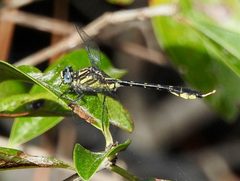 Hylogomphus geminatus 34188622 by Laura Gaudette. Used under a CC BY 4.0 license.