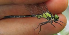 Lanthus vernalis 37204615 by whichchick. Used under a CC BY 4.0 license.