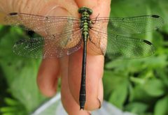 Lanthus vernalis 37204696 by whichchick. Used under a CC BY 4.0 license.