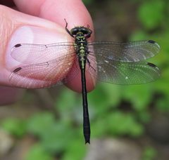 Lanthus vernalis 79683727 by Nick Block. Used under a CC BY 4.0 license.
