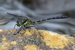 Lanthus vernalis 81803956 by Nick Block. Used under a CC BY 4.0 license.