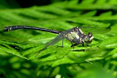 Octogomphus specularis 3901528 by icosahedron. Used under a CC BY 4.0 license.