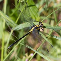 Octogomphus specularis 7384867 by Ken-ichi Ueda. Used under a CC BY 4.0 license.