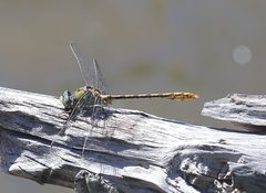 Ophiogomphus arizonicus gaudettelaura 3013931 by Laura Gaudette. Used under a CC BY 4.0 license.