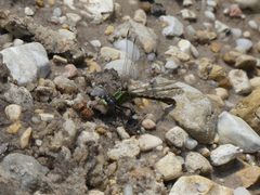 Ophiogomphus australis 34281906 by eamonccorbett. Used under a CC BY 4.0 license.