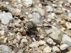 Ophiogomphus australis 34281962 by eamonccorbett. Used under a CC BY 4.0 license.