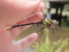 Ophiogomphus australis 34288659 by eamonccorbett. Used under a CC BY 4.0 license.