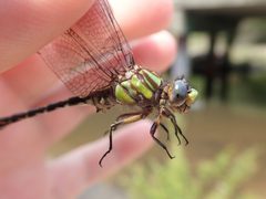 Ophiogomphus australis 34288770 by eamonccorbett. Used under a CC BY 4.0 license.