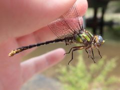 Ophiogomphus australis 34288847 by eamonccorbett. Used under a CC BY 4.0 license.