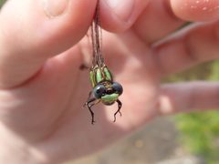 Ophiogomphus australis 34289000 by eamonccorbett. Used under a CC BY 4.0 license.